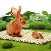 Straw Woven Pet Chew Mat Pad Pet House Cage Accessories For Hamster Rabbit Chinchilla Guinea Pig
