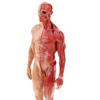 30cm Resin Male Human Body Muscle Statue Sculpture Human Anatomical Anatomy Skeleton Medical Artist Drawing Tools Supplies