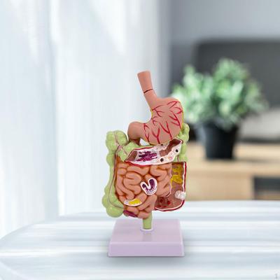 Anatomisches Modell des menschlichen Magens, Modell des Verdauungssystems für das Studium im Büro