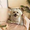 Weiße Malteser Hund Kissenbezüge Schlafzimmer Sofa Quadratische Kissenhülle Wohnzimmer Stuhl Kissenbezüge Innen Hausdekoration Geschenk