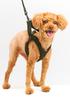 Anifull Anisapo Harest Black L Size