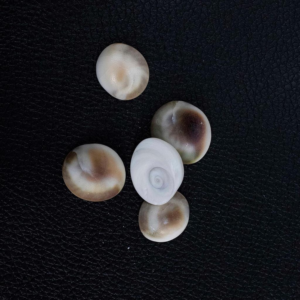 RSINC Original Energized Set of 5 Gomati Chakra for Mystic Lakshmi Pooja | Wealth Luck Gomathi Chakra