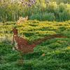 Outdoor Pheasant Metal Silhouette Garden Decoration