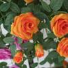 Decorative Faux Rose Vine Wall Hanging 90cm for Home Garden Artificial Flowers Pink Orange Purple Red Light Pink Realistic