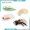 Simulation Mini Insect Set Grasshopper Bee Spider Growth Cycle Life Stage Cognitive Model Toy