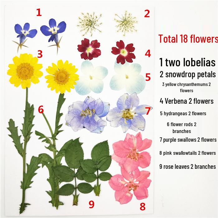 Handmade Kindergarten Collage: Real Dried Leaf and Flower Stickers for Face and Photo Decoration