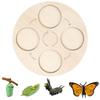 for Frog Animal Life Cycle Model Desktop Decoration Educational Development Toys Realistic Appearance Stimulate Interest