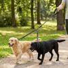 Stretchable Double Head Dog Rope Nylon Elastic Traction Rope Double Headed Leash  Small Dogs