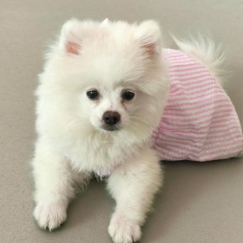 Pets, Cats, Dogs, Dog Clothes, Dog Clothes, Dogs, Dog Costume, Cat Clothes, Chihuahua Dog Clothes, Pet Skirts, Dog Clothes, Cat Dresses