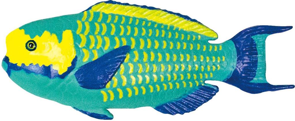 3D Illustrated Guide To Okinawa's Ocean