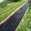 10M Agricultural Plastic Mulch Film 5Holes Plants Growing Film Weeds Control Perforated Film Black Greenhouse Veg Moisture Film