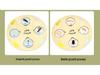 Wooden Educational Puzzle: Life Cycle Changes of Plants & Animals – Toddler Cognitive Growth Toy