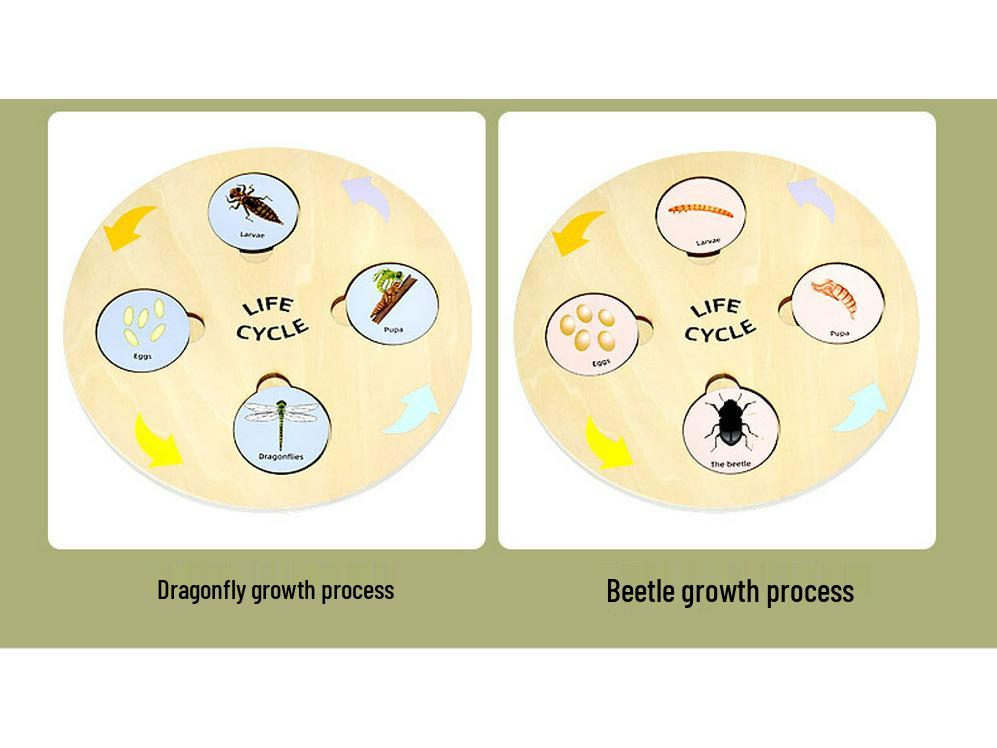 Wooden Educational Puzzle: Life Cycle Changes of Plants & Animals – Toddler Cognitive Growth Toy