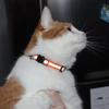Cartoon Cat Head Reflective Pet Collar Colorful Bell Adjustable Safety Neck Strap Fashion Pet Collar For Kitten Puppy Small Dog