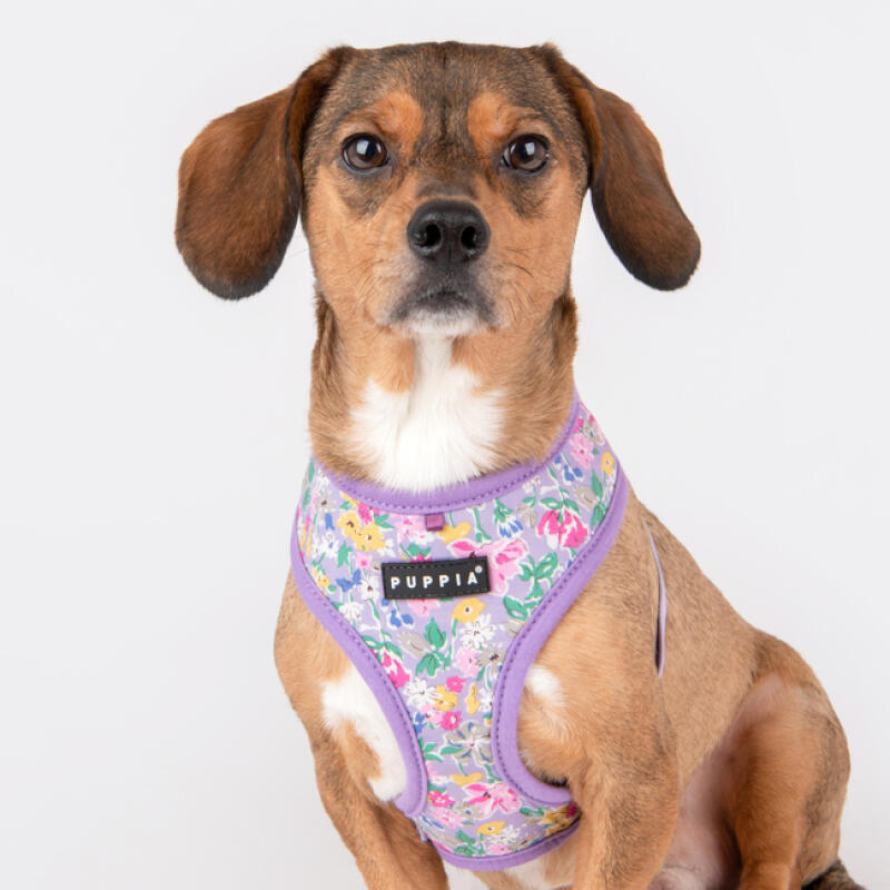 

Labien Harness A SIZE M (PAWA-HA1959) Purple