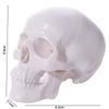 Pohodlný model lebky Čepice lebky Anatomická hlava Lebka Výtvarné umění Model lidské hlavy Lékaři Student