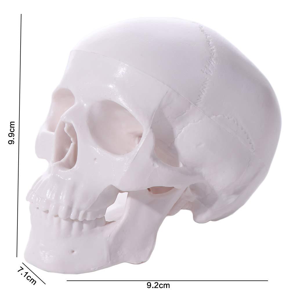 Pohodlný model lebky Čepice lebky Anatomická hlava Lebka Výtvarné umění Model lidské hlavy Lékaři Student