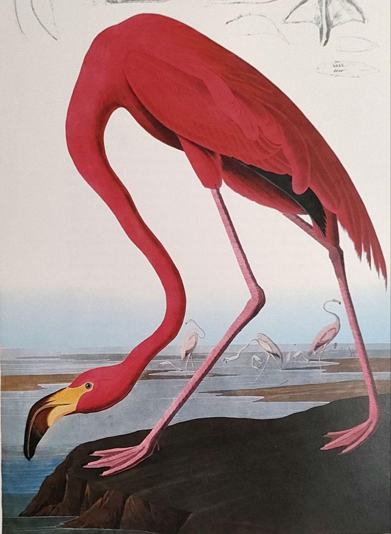 

[USED] Poster Audubon Bird Illustration Sheet American Birds Flamingo