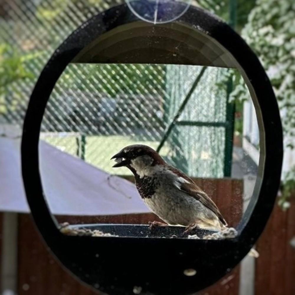 Open Tray Window Bird Feeder Suction Cup Feeding Station Birding Supplies Birding Box Home Aviary