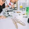 Human Sternum Model Human Skeleton Model Human Skeleton Anatomical Model Easy To Use Medicals Teaching Aid