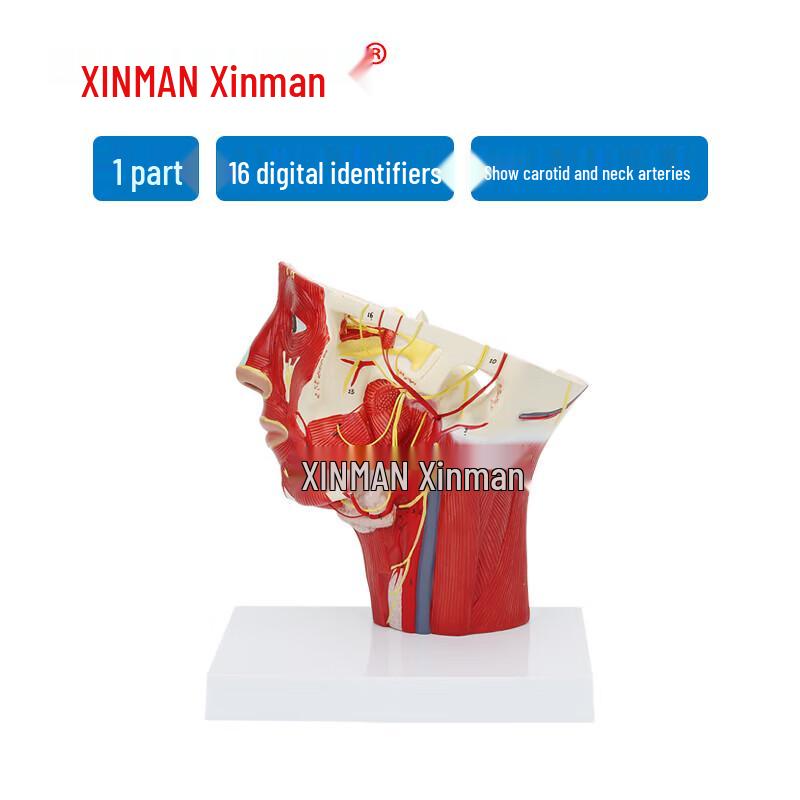 Xinman Head and Neck Artery Model