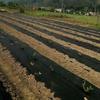 Landscape Fabric Heavy Duty Grass Control Garden Fabric Ground Cover Heavy Duty Black Grass Barrier Garden Grass Control Fabric
