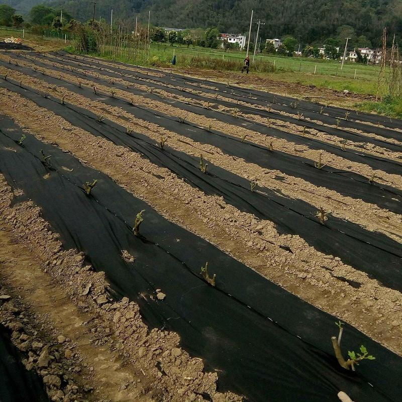 Landscape Fabric Heavy Duty Grass Control Garden Fabric Ground Cover Heavy Duty Black Grass Barrier Garden Grass Control Fabric
