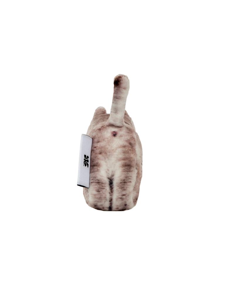 SOFTTHUMBNAIL Moca, British Shorthair
