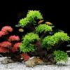 Aquarium Pflanze Moos Baum Dekorationen Landschaftsbau Holz Pflanzenwurzel Treibholz Wasserpflanzen Gras Aquarienzubehör Kein Moos