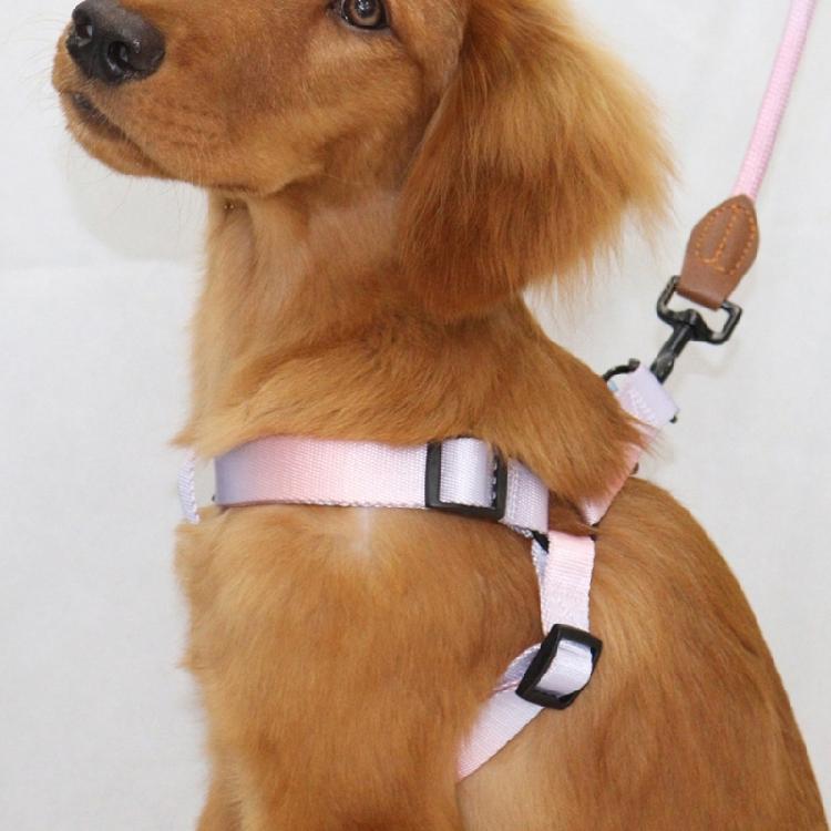 Dogs Harness & Leash Colorful Small Medium Dog Chest Belt Colorful Harness Rope