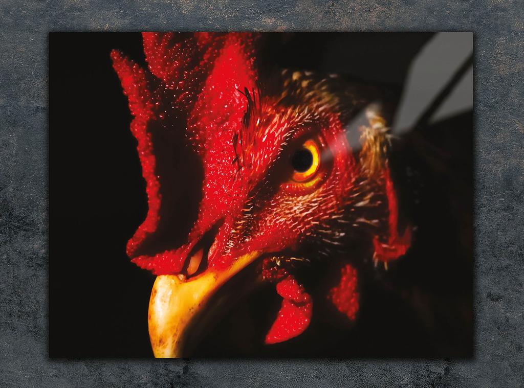 SZKLANA DESKA DO KROEJNIA 30x22 KOGUT