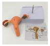 Large Female Reproductive Anatomy Model for Teaching and Family Planning