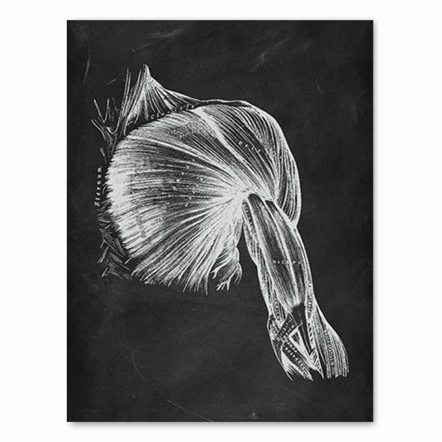 Έργα τέχνης ανθρώπινης ανατομίας ιατρική κλινική εικόνα τοίχου Σκελετός όργανο μυϊκό σύστημα Εκτύπωση εκλεκτής ποιότητας καμβάς Εκπαίδευση σώματος Αφίσα χωρίς πλαίσιο