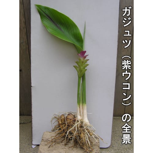 Yakushima Zedoary (Purple Turmeric) 300 Tablets, Pesticide-Free and Chemical-Free Purple Turmeric Tablets