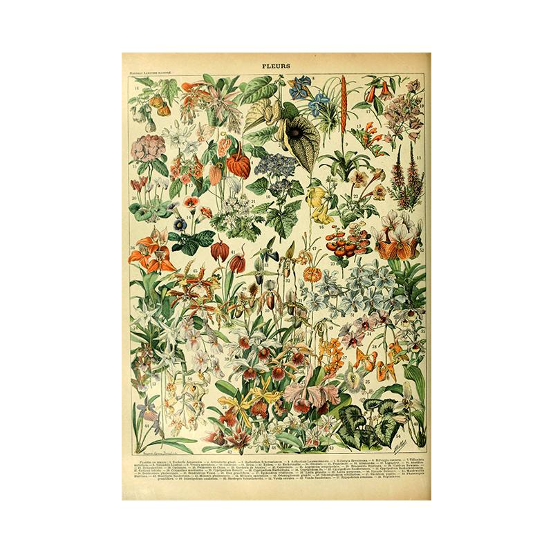 

Винтажная ведьма Фрукты Овощи Холст Картина Ретро Цветы Грибы Печать Настенный декор Плакат Для кухни Домашний декор Без рамки 40x50cm