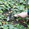 Dulton Gardening Supplies Weeder Square Height 270 X Width 101 X Depth 90mm WEEDER SQUARE K955-1224