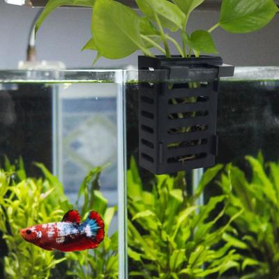 Peixes e animais aquáticos – Decoração de aquário