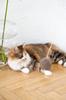 Natural Woolen Cat Toy: Ball String / Beige