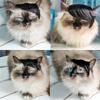 High-temperature Fiber Pet Costume Wig With Playful Side Bangs For Festive Fun