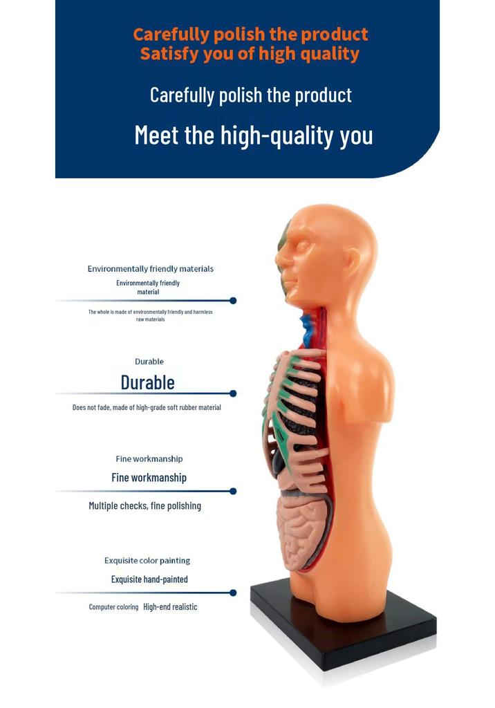Children's STEM Educational Human Skeleton & Organs Model Teaching Aid