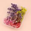 Useful Dried Flower Soft Pretty Decorative