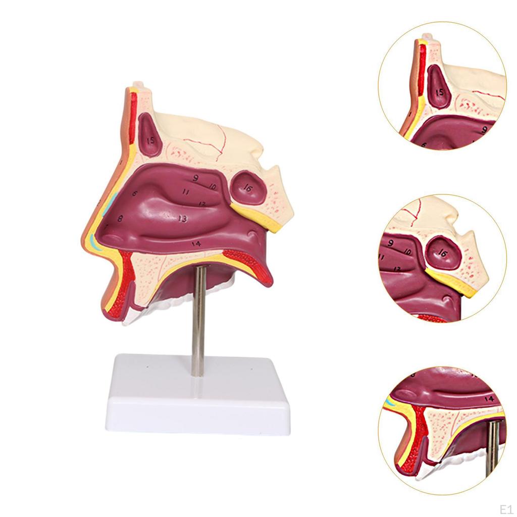 Human Nasal Cavity Demonstration Model Teaching Supply Training Organ Structural for Teens