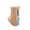 W89C Foot Anatomical Model, Human Anatomical Foot Model, Normal Flat Arched Foot Model with Bones, Muscles, Ligaments