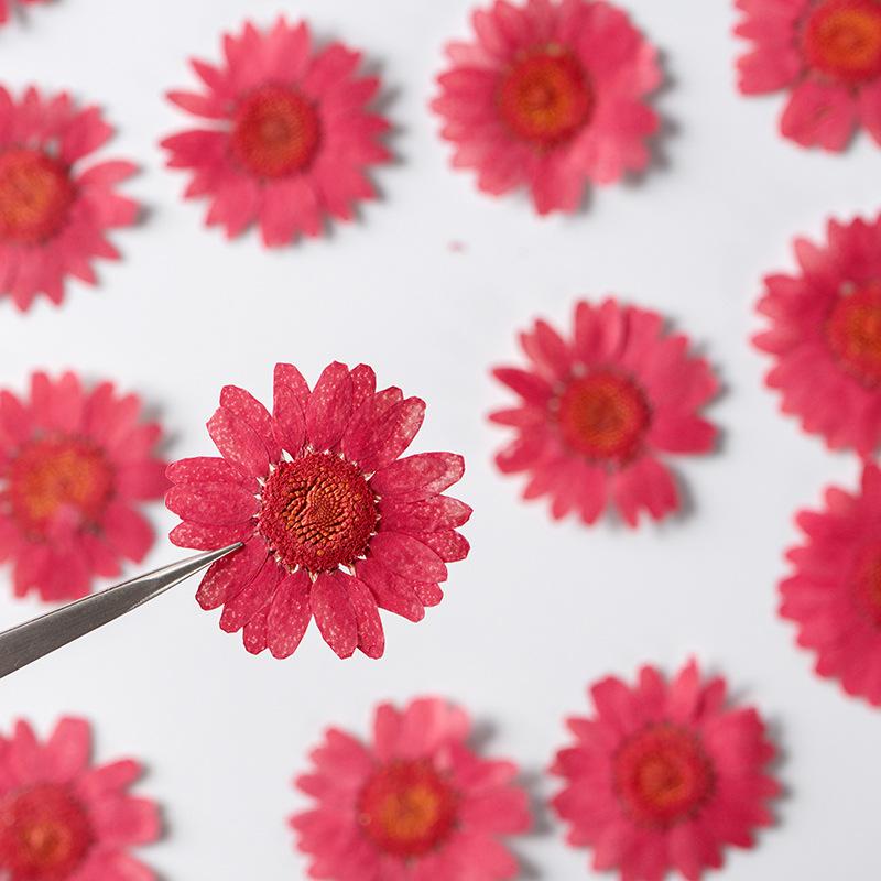 12 PCS/Set Pressed Dried Flowers for Scrapbooks Making Natural Flower For Epoxy Resin Pendant Necklace Jewelry Making Craft