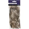 Good Quality Guinea Fowl Feathers. Ref 51812