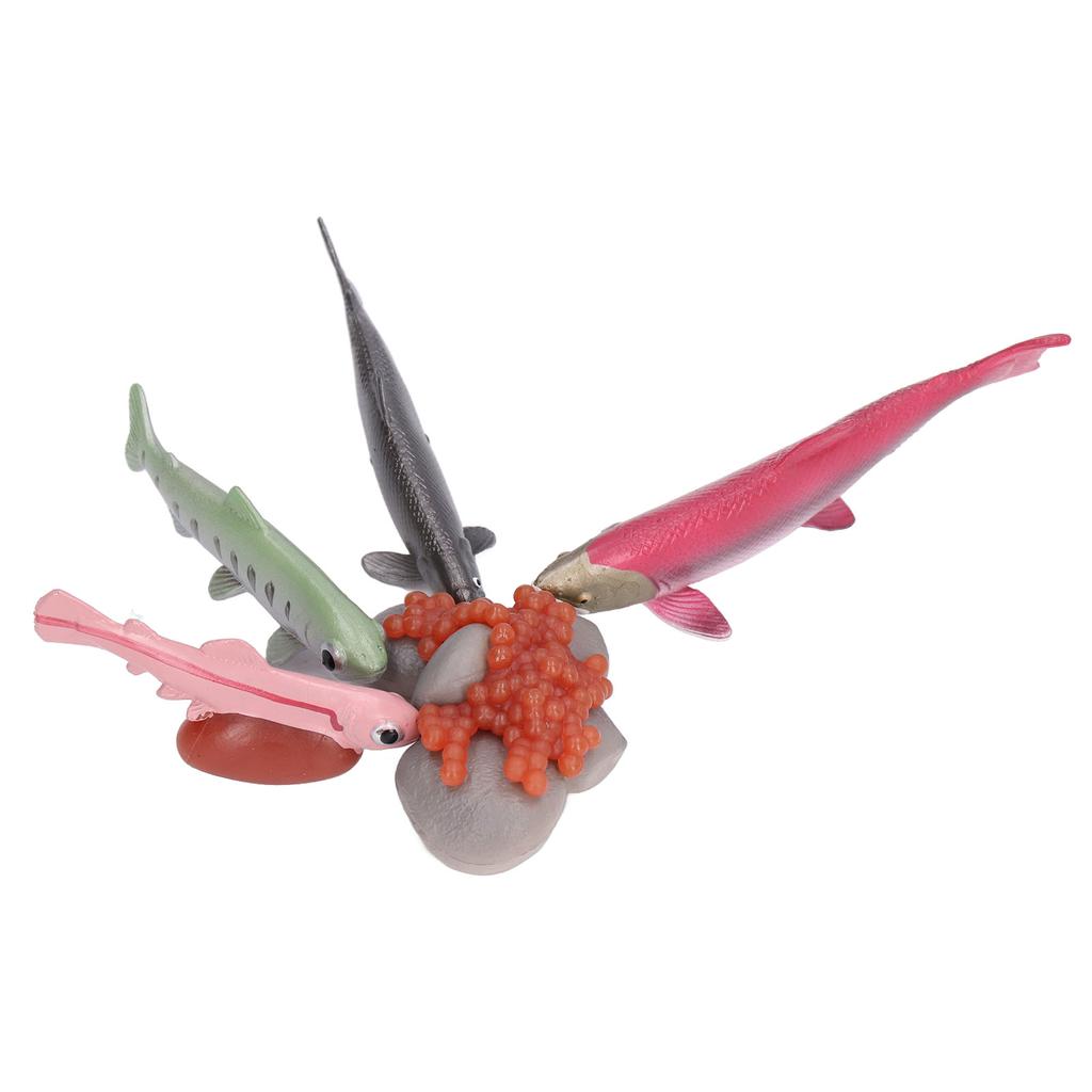 Growth Cycle Model Vinyl Material Safe Odorless Vivid Real Salmon Animal Life Cycle Model for Above