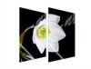 GLÄSERNE KOCHPLATTENSCHUTZPLATTE 2x35x52 ORCHIDEE