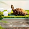 Pești și animale marine – Decorul acvariului