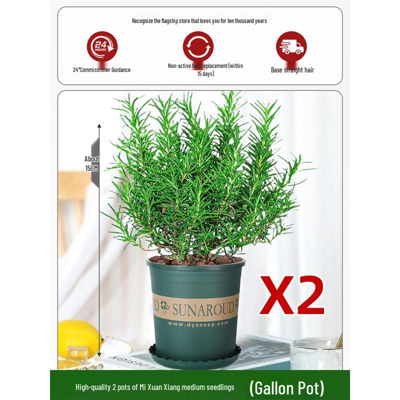 Potted Rosemary and Mint Seedlings: Edible, Mosquito-Repellent Herbs for Indoor Use