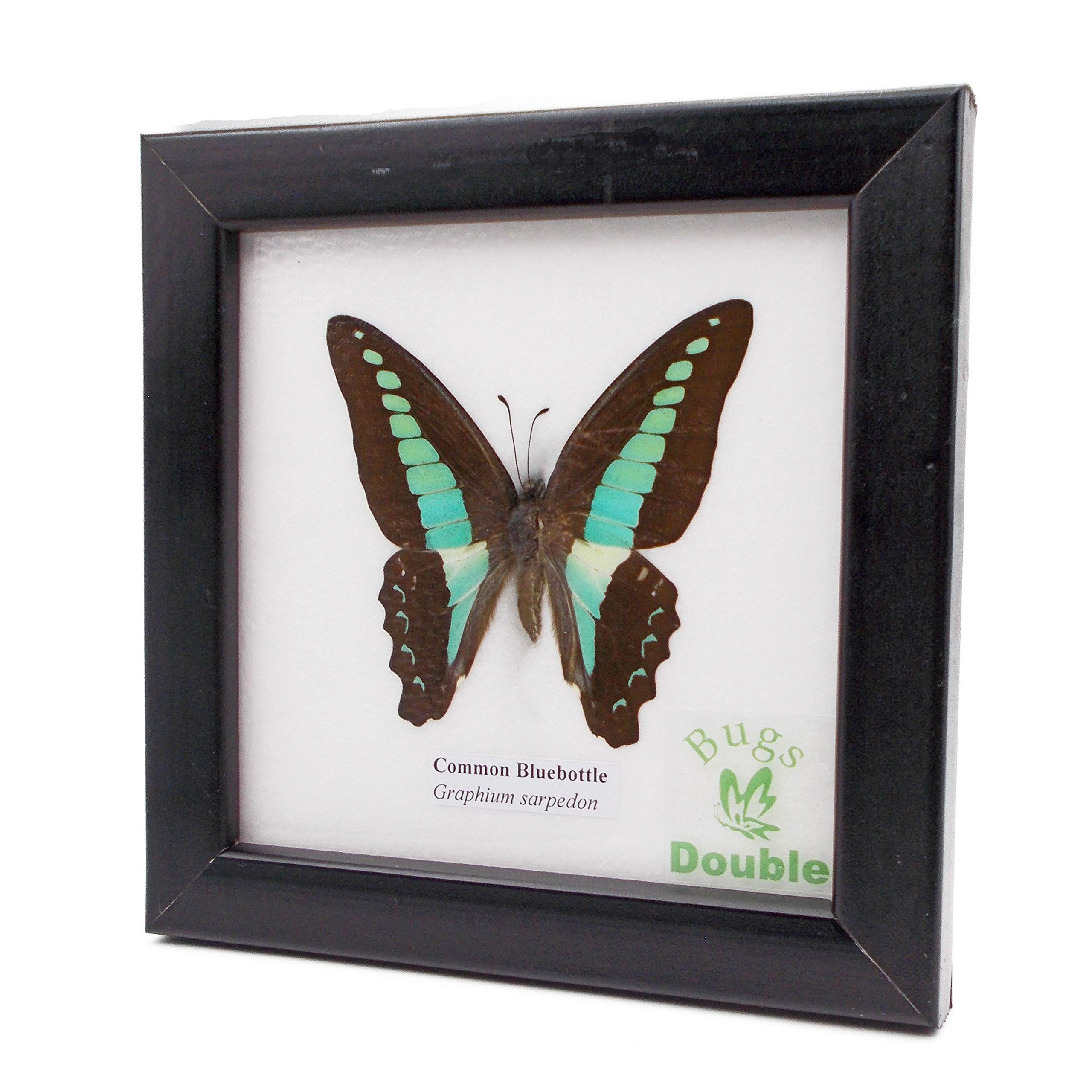 

Образец насекомого в рамке Бабочка обыкновенная синяя муха (Аоботеро)